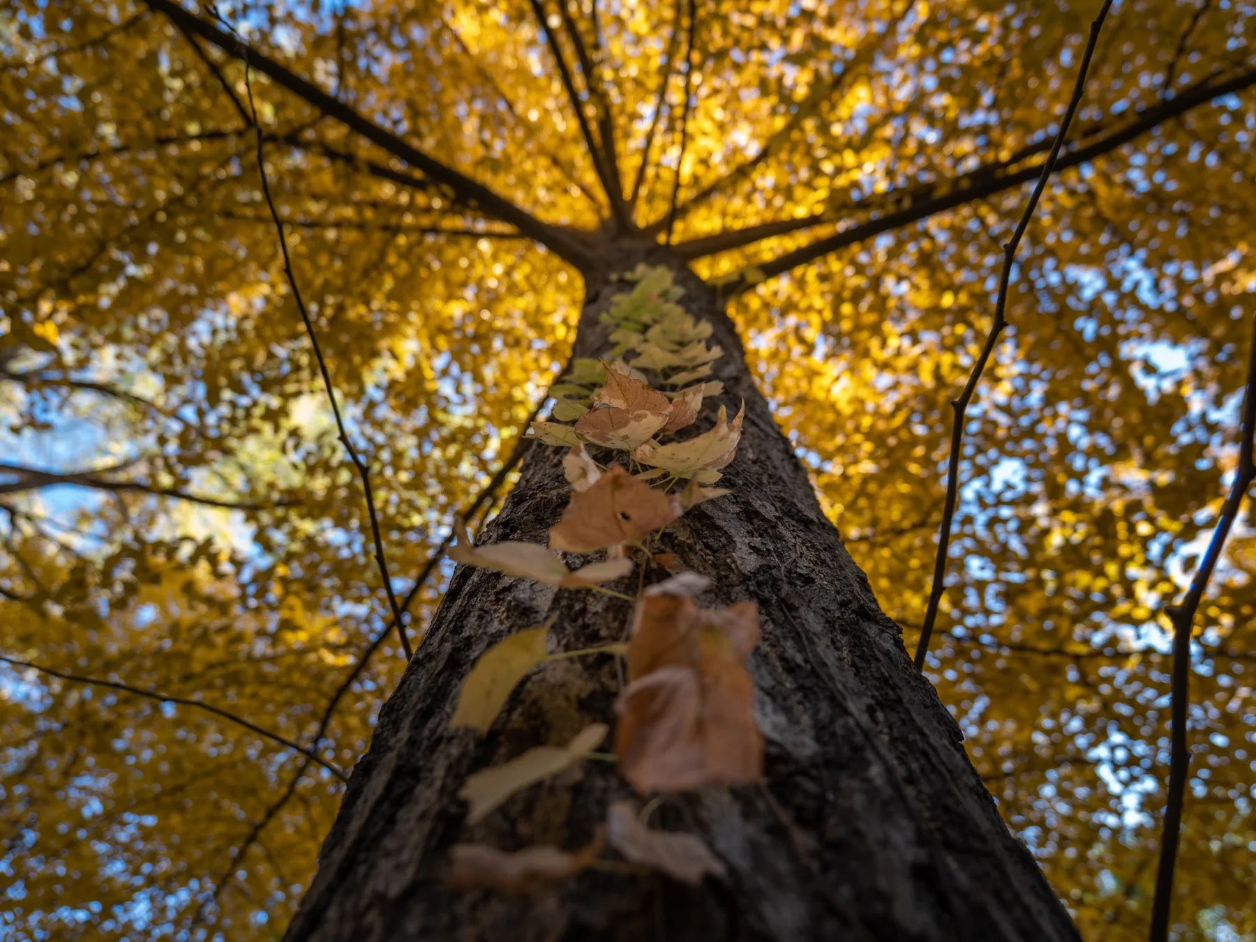 An upward view along a tree trunk into a canopy of golden autumn leaves