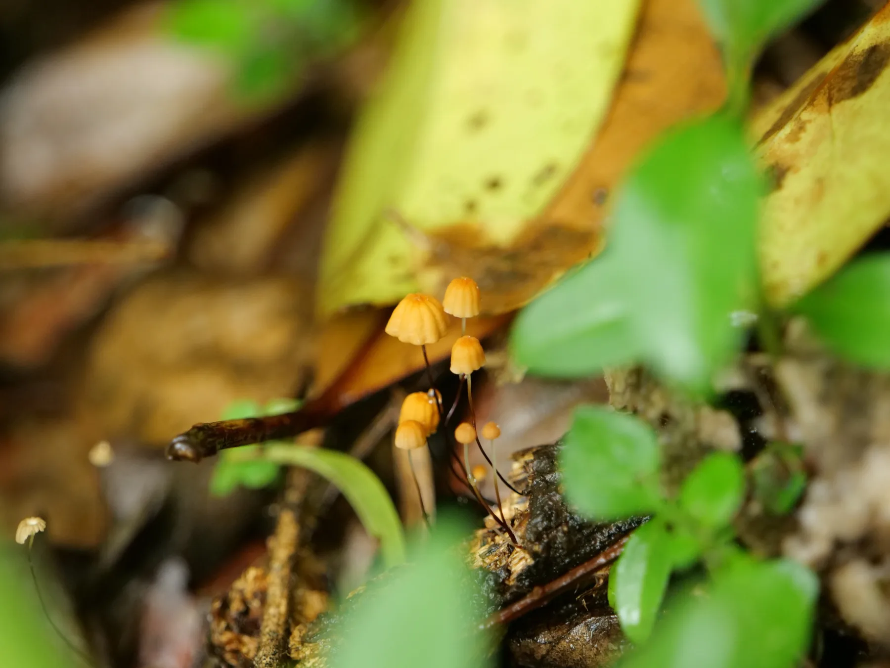 Small orange mushrooms emerging among leaves on the forest floor