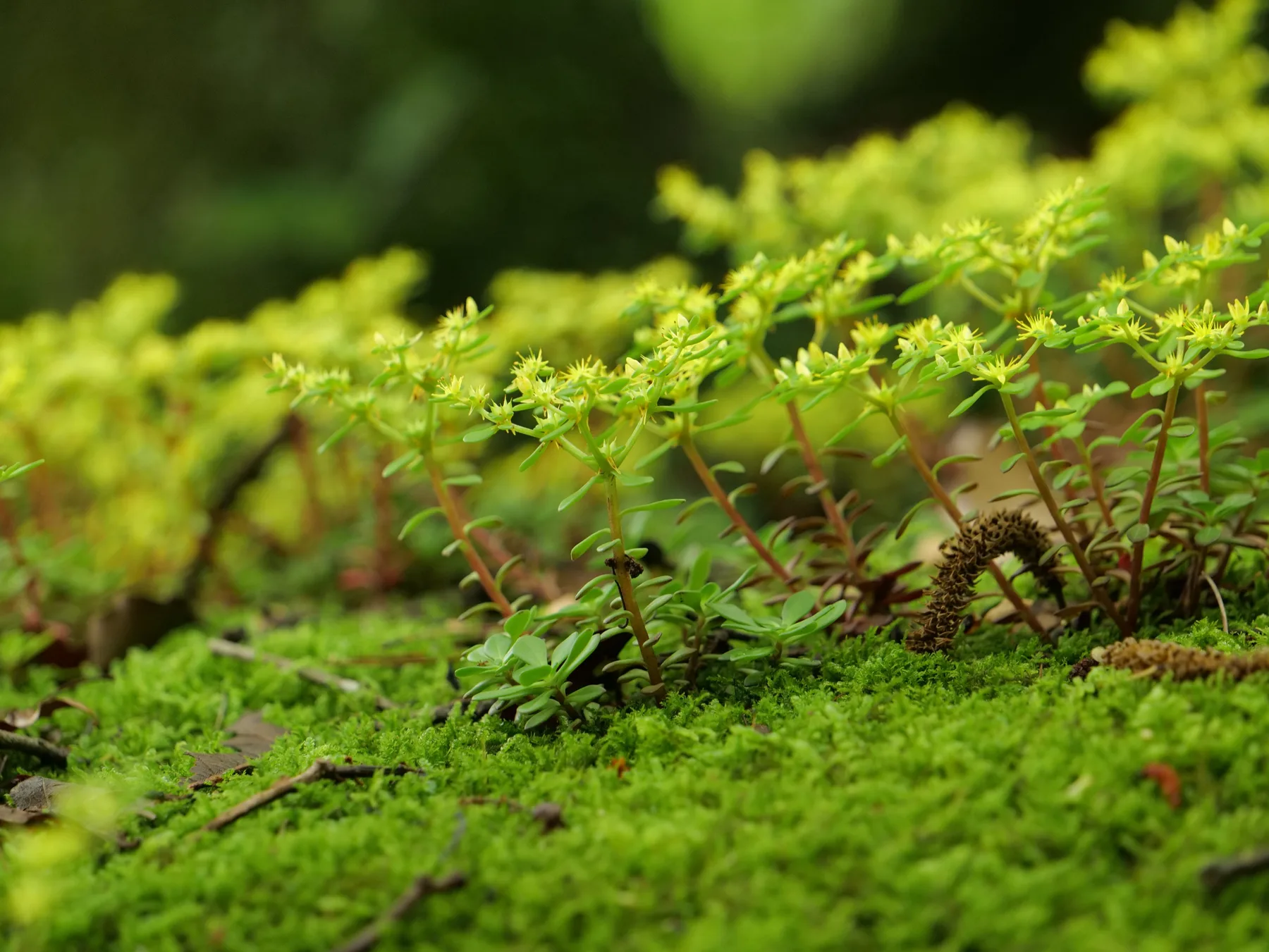 Tiny green plants rising from a dense bed of moss
