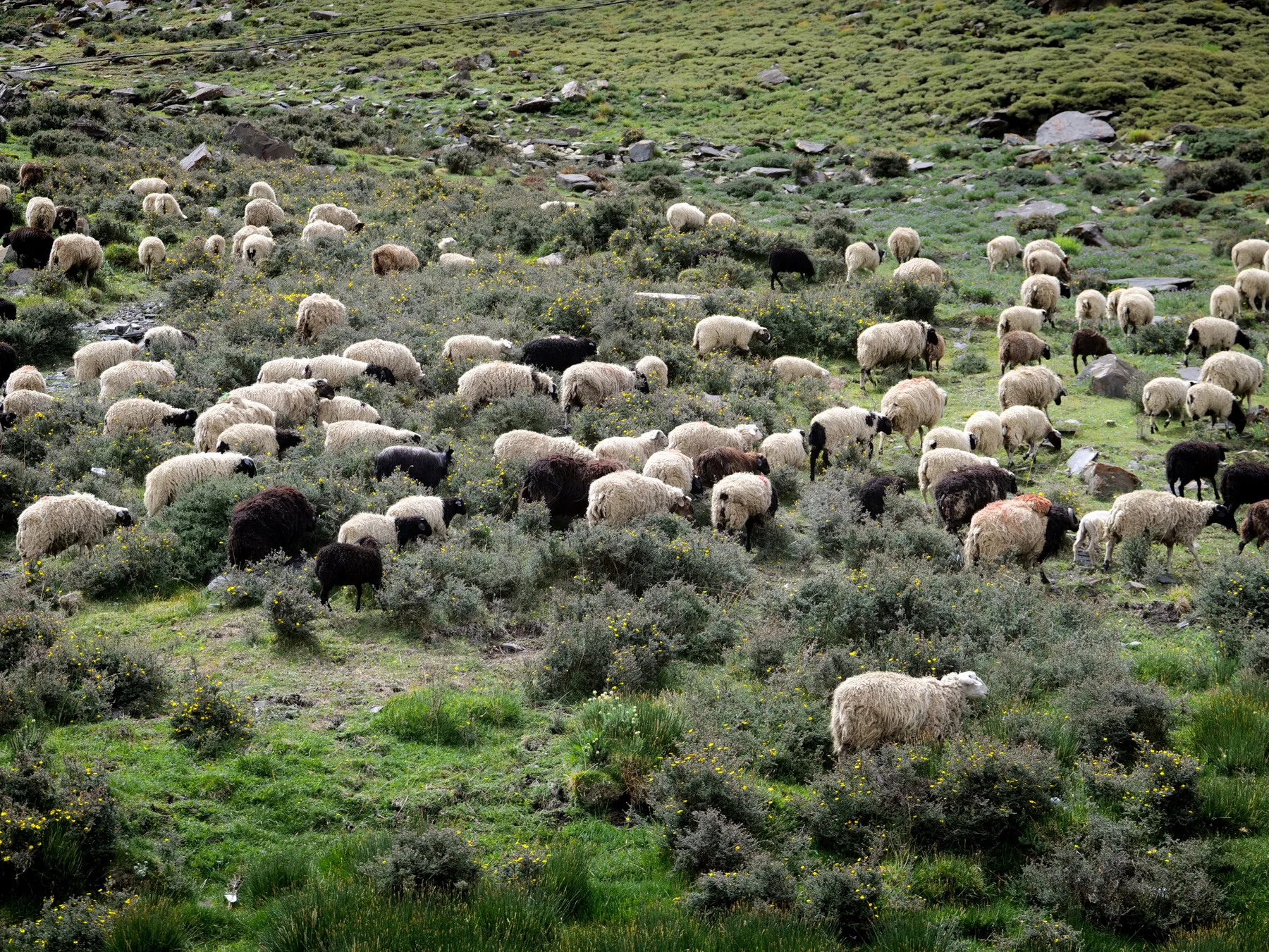 A flock of sheep grazing across a green highland meadow