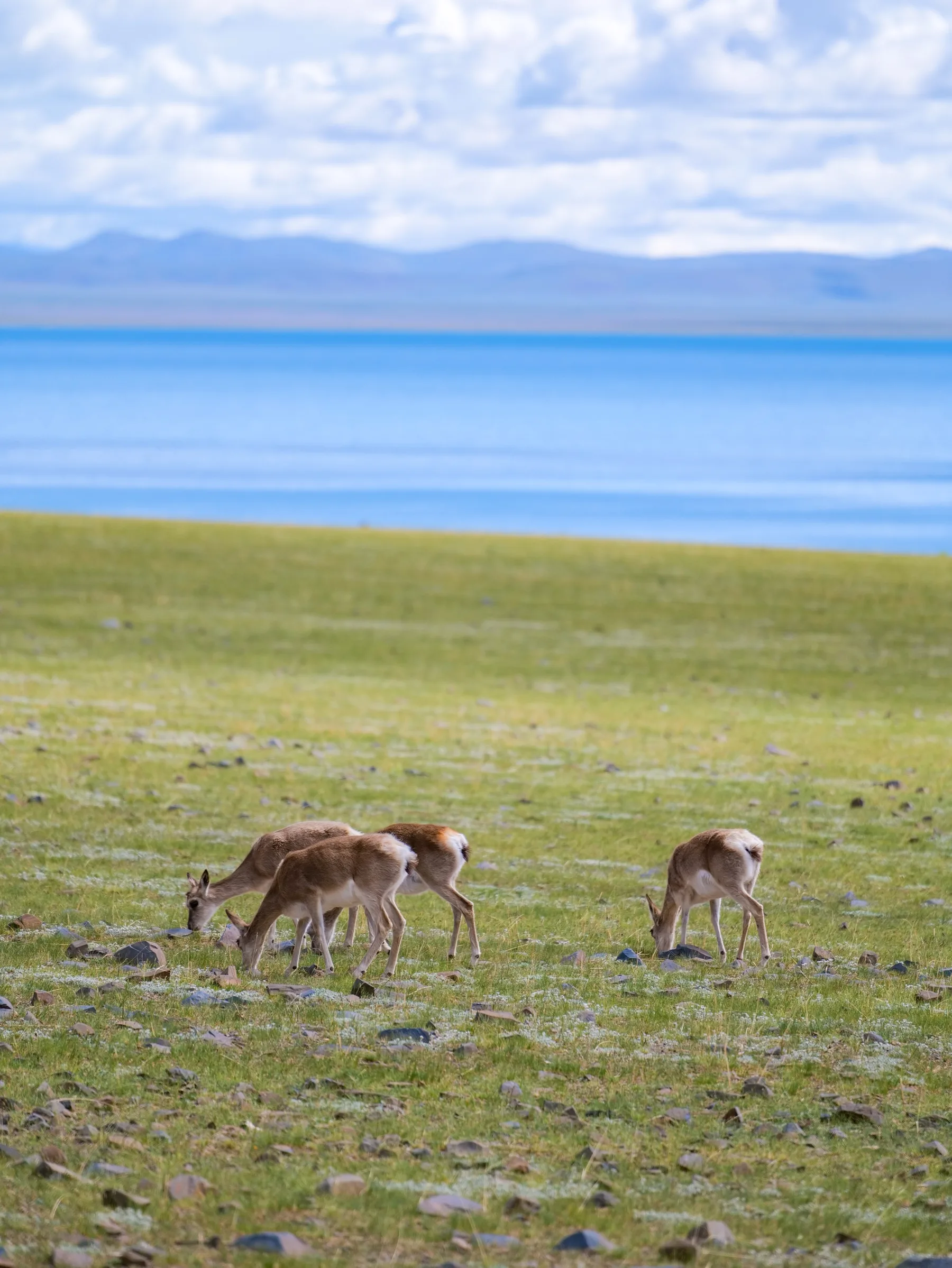 Two grazing antelope on open grassland beside a deep blue lake