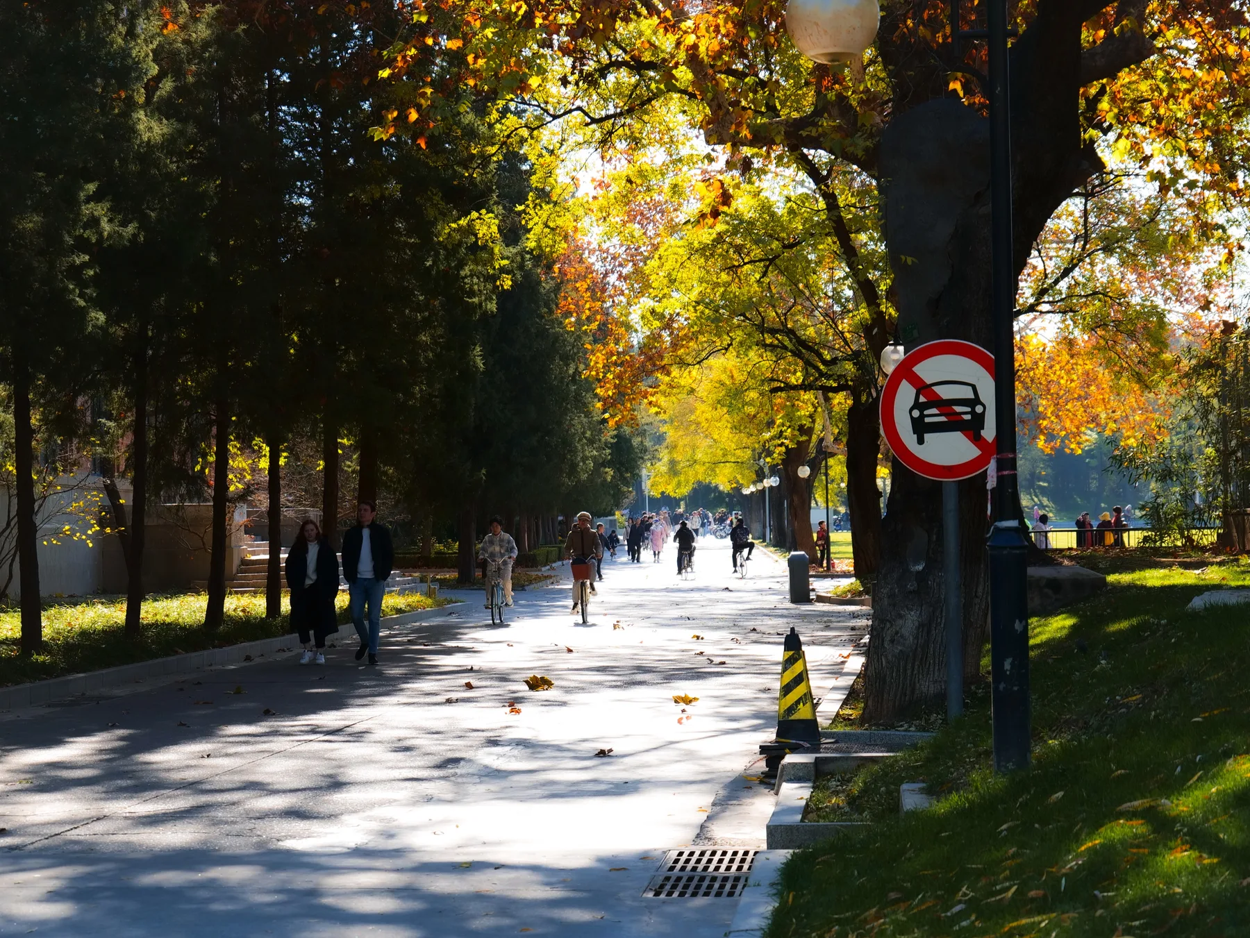 A sunlit tree-lined avenue glowing with autumn leaves