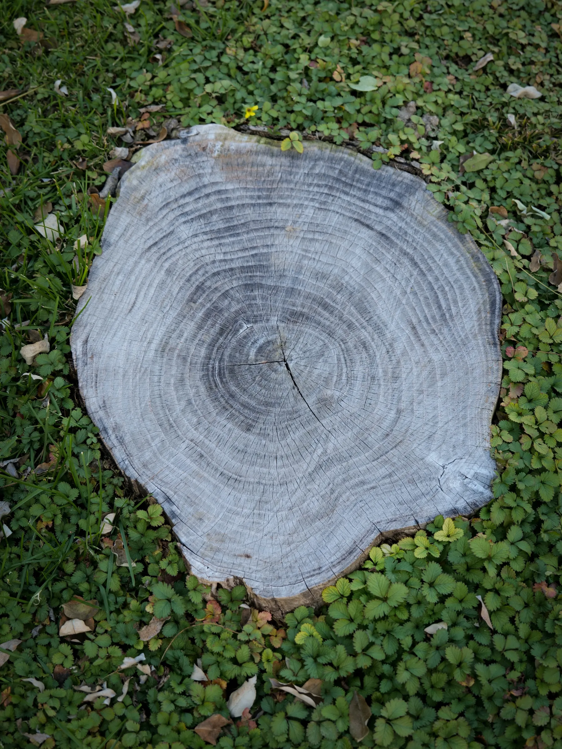 growth ring